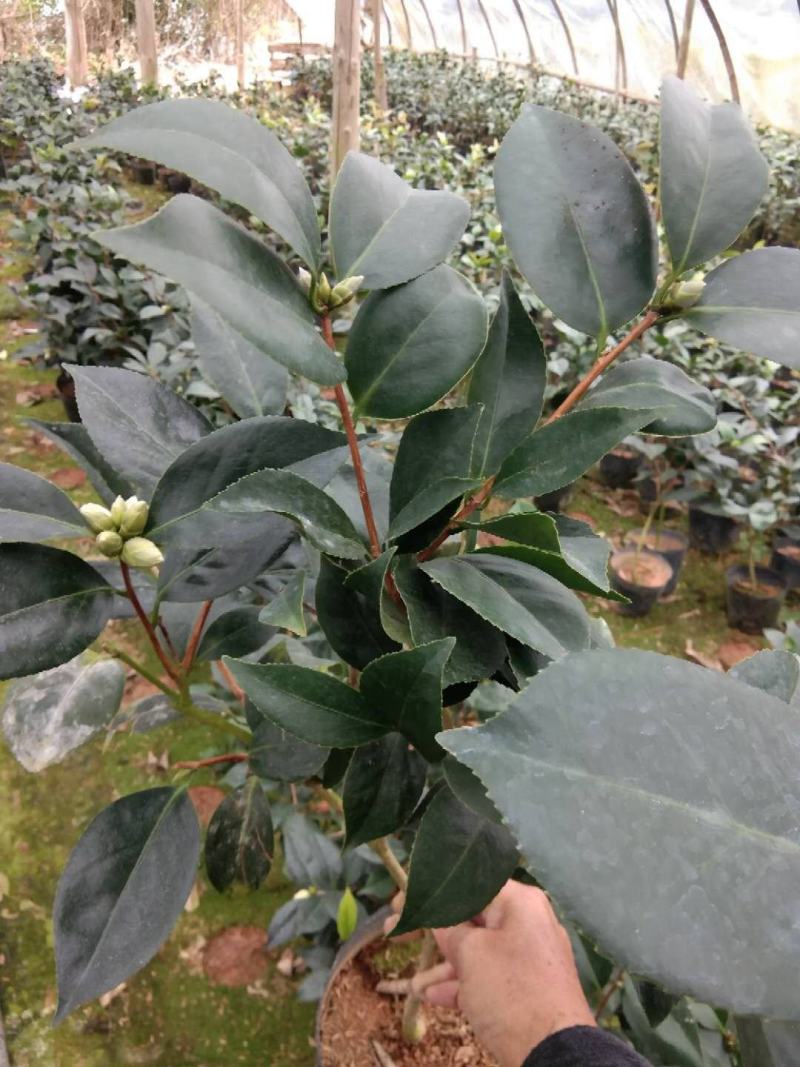 茶花盆栽18杯带花苞永福基地种植户直销一手货源长期供应