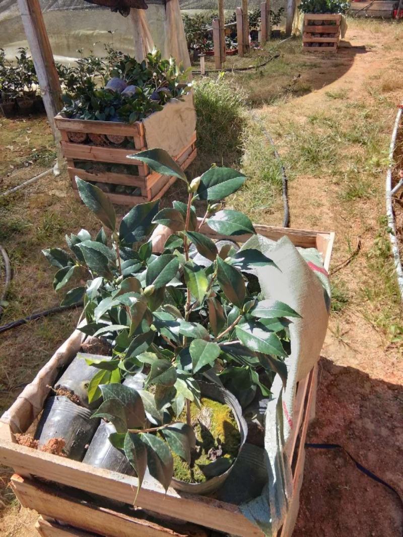茶花盆栽18杯带花苞永福基地种植户直销一手货源长期供应