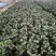 茶花盆栽18杯带花苞永福基地种植户直销一手货源长期供应