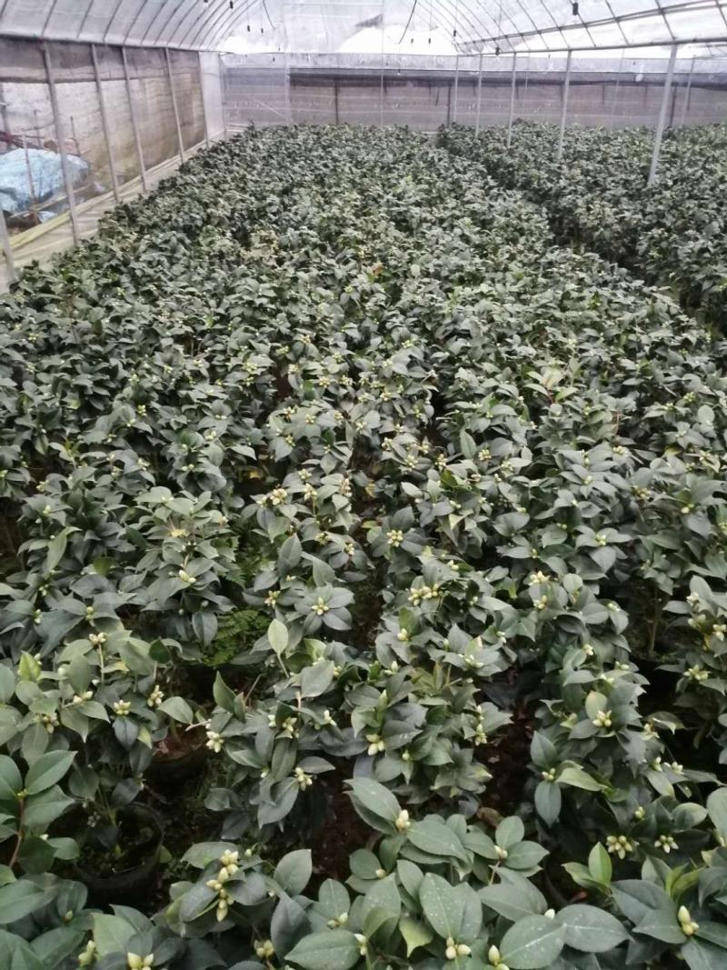 茶花盆栽18杯带花苞永福基地种植户直销一手货源长期供应