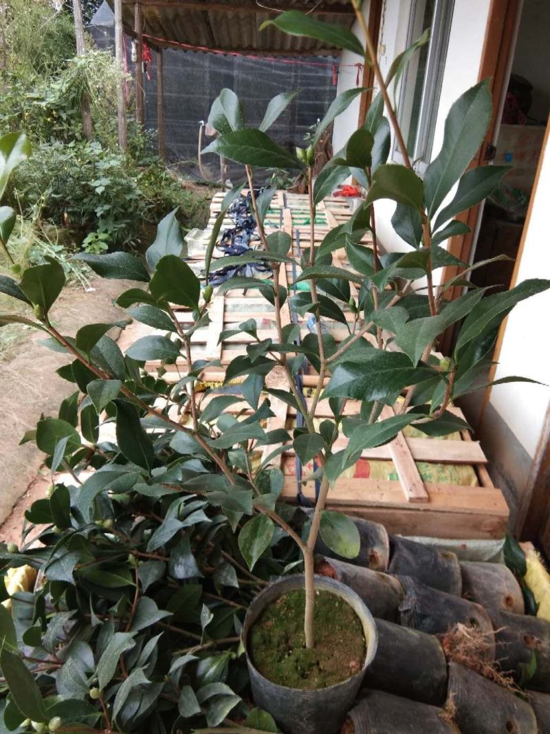 茶花盆栽18杯带花苞永福基地种植户直销一手货源长期供应