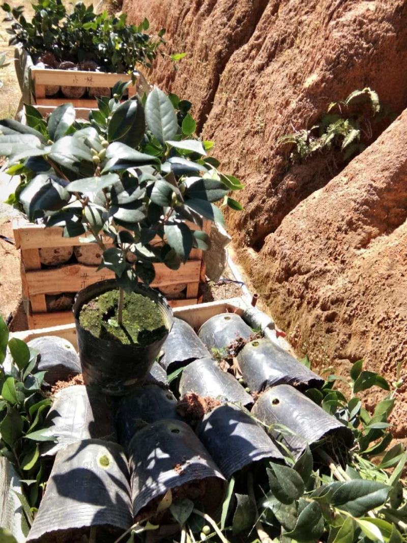茶花盆栽18杯带花苞永福基地种植户直销一手货源长期供应