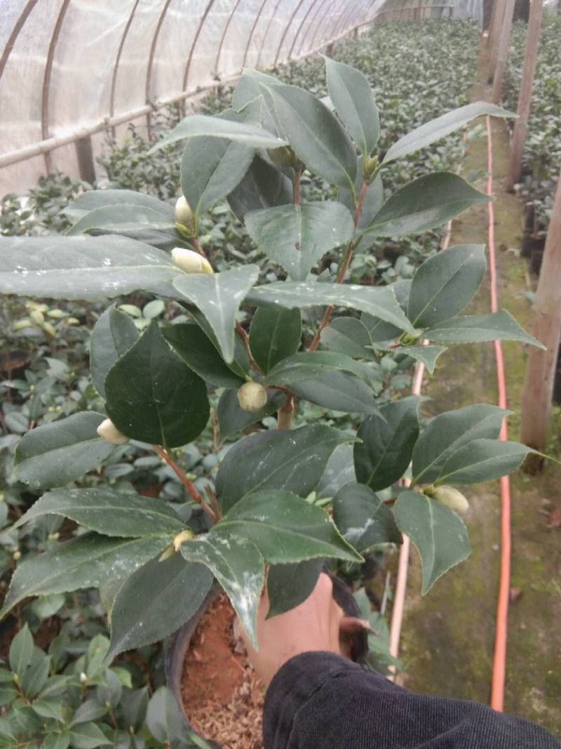 茶花盆栽18杯带花苞永福基地种植户直销一手货源长期供应