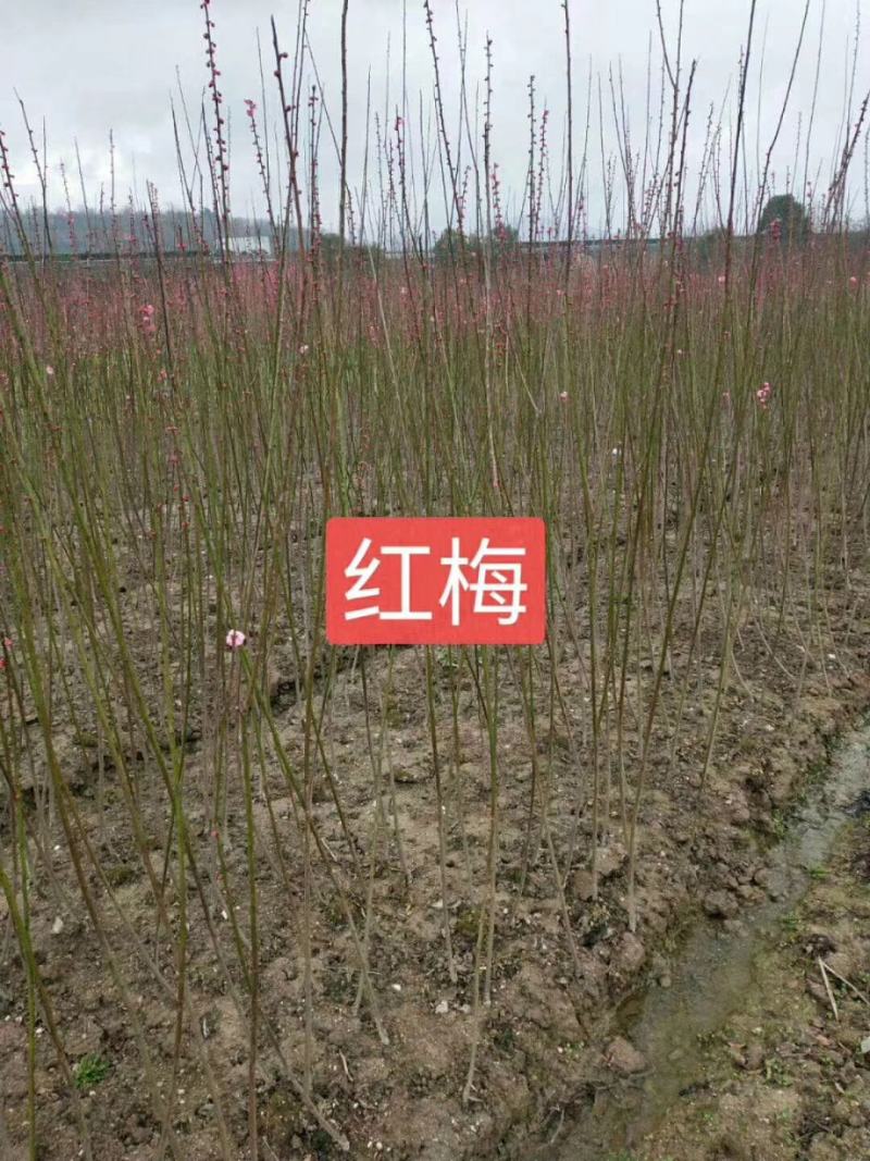 红梅当年小苗原产地直供一手货源成活率高