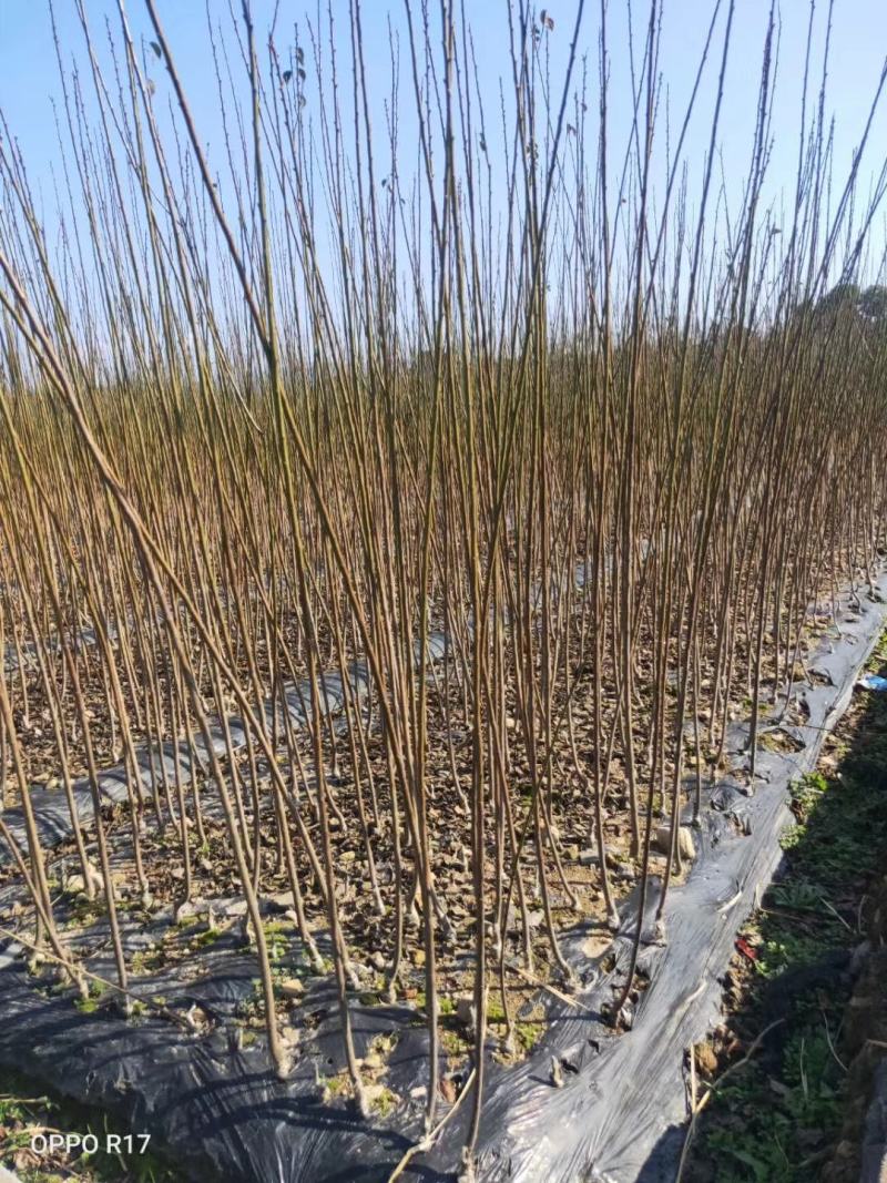 红梅当年小苗原产地直供一手货源成活率高