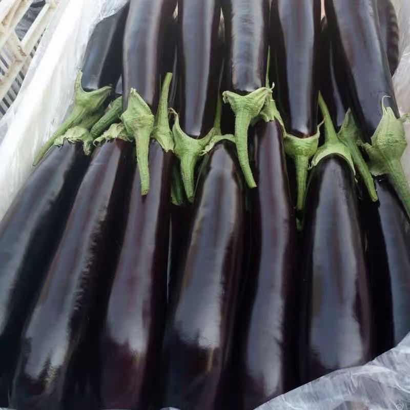 茄子紫茄子辽宁海城精品紫茄子大量上市产地直销量大从优