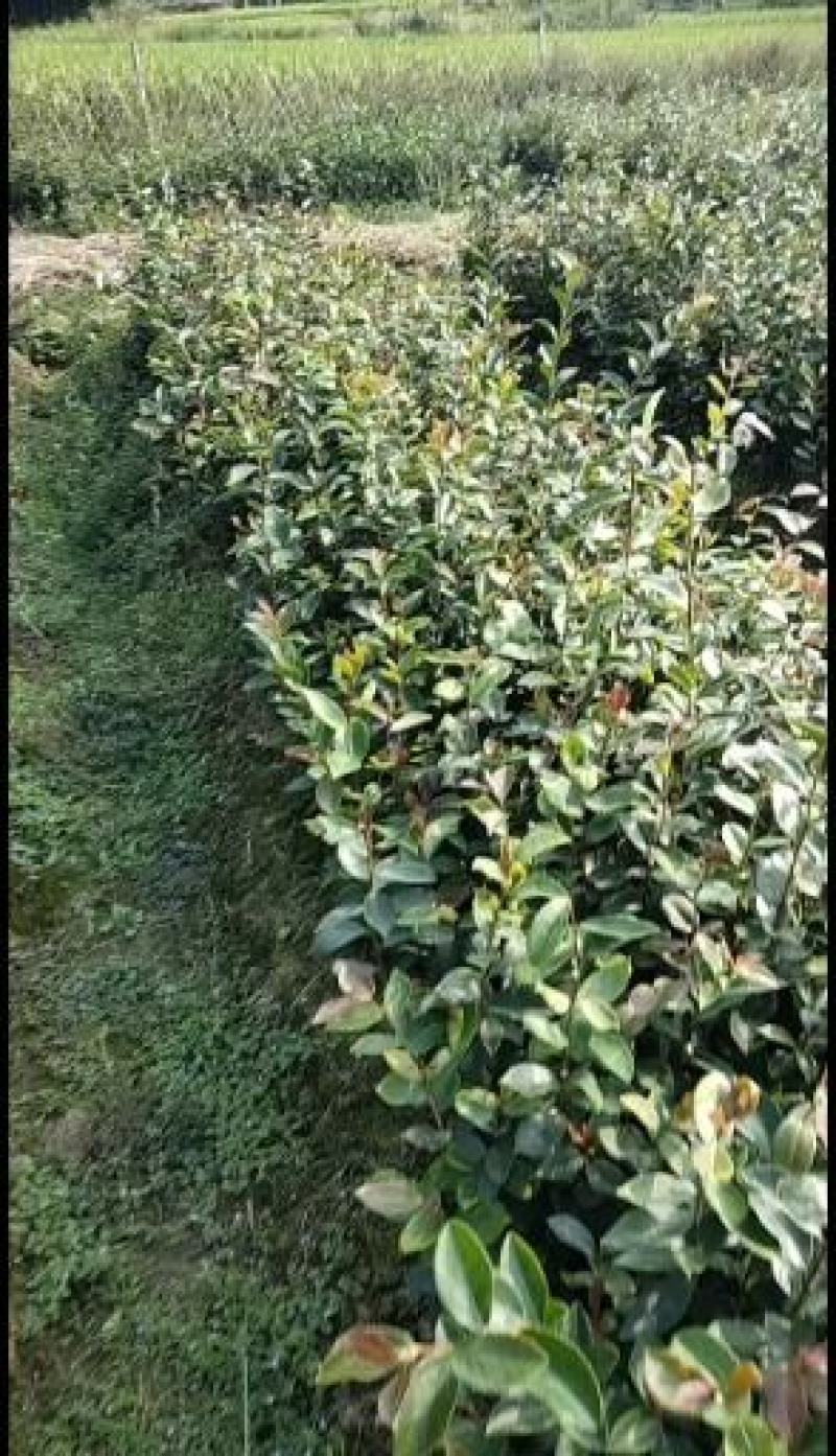 野生老品种油茶苗，可以栽种在向阳的山坡上。耐旱出油率高。