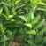 野生老品种油茶苗，可以栽种在向阳的山坡上。耐旱出油率高。