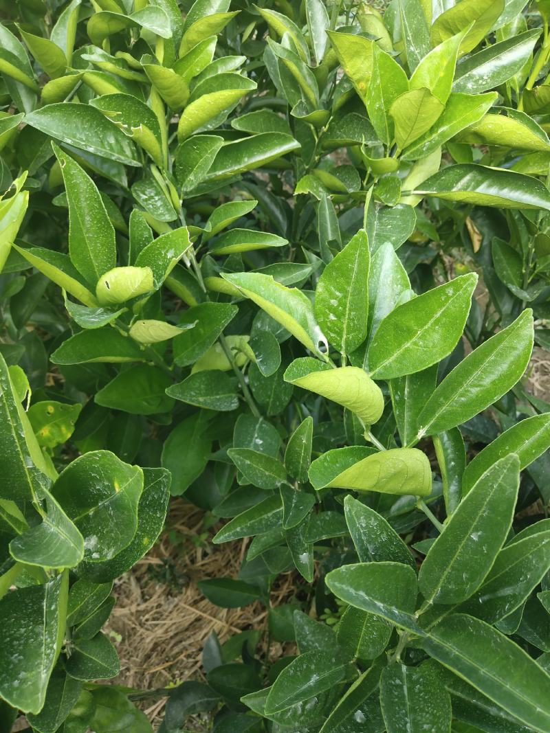 野生老品种油茶苗，可以栽种在向阳的山坡上。耐旱出油率高。
