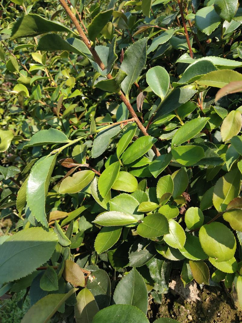 野生老品种油茶苗，可以栽种在向阳的山坡上。耐旱出油率高。