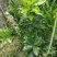 野生老品种油茶苗，可以栽种在向阳的山坡上。耐旱出油率高。