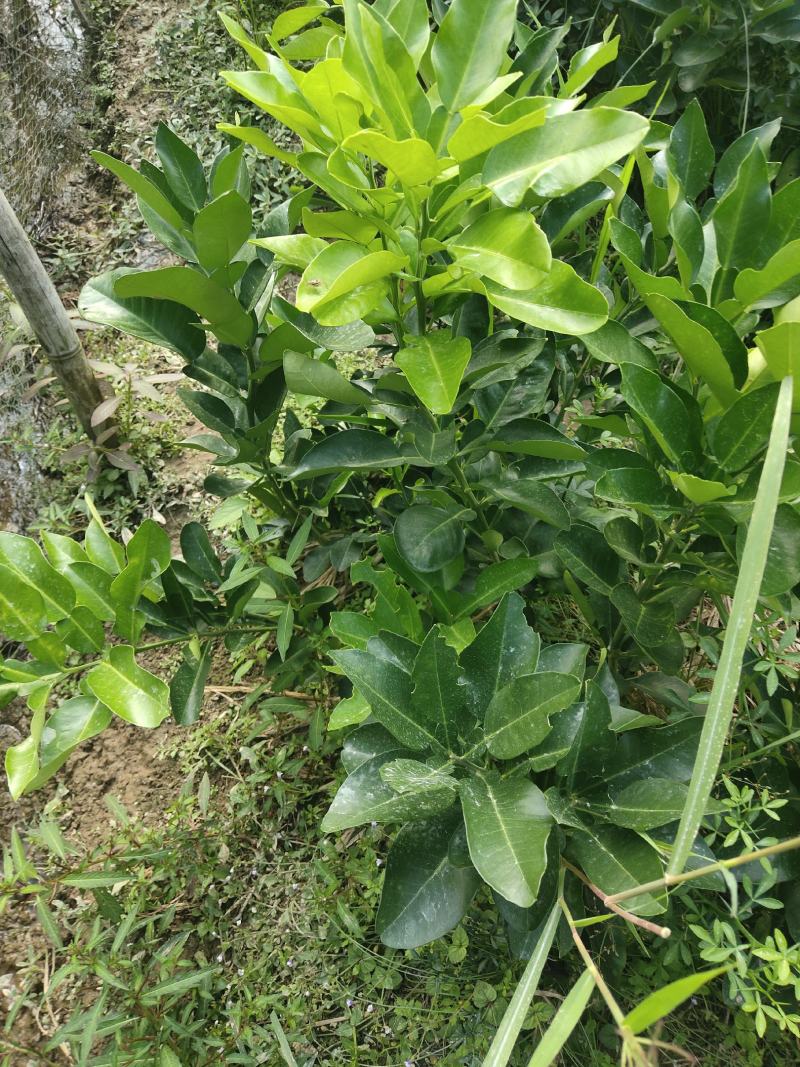 野生老品种油茶苗，可以栽种在向阳的山坡上。耐旱出油率高。