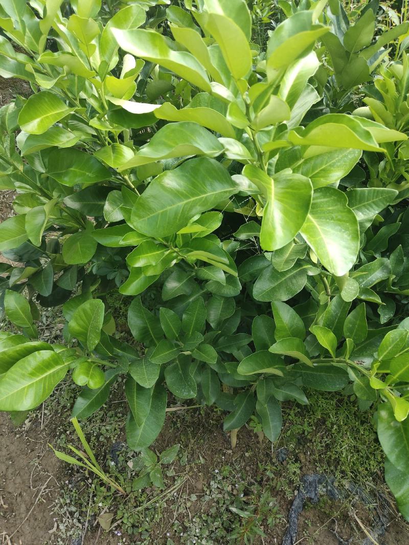 野生老品种油茶苗，可以栽种在向阳的山坡上。耐旱出油率高。