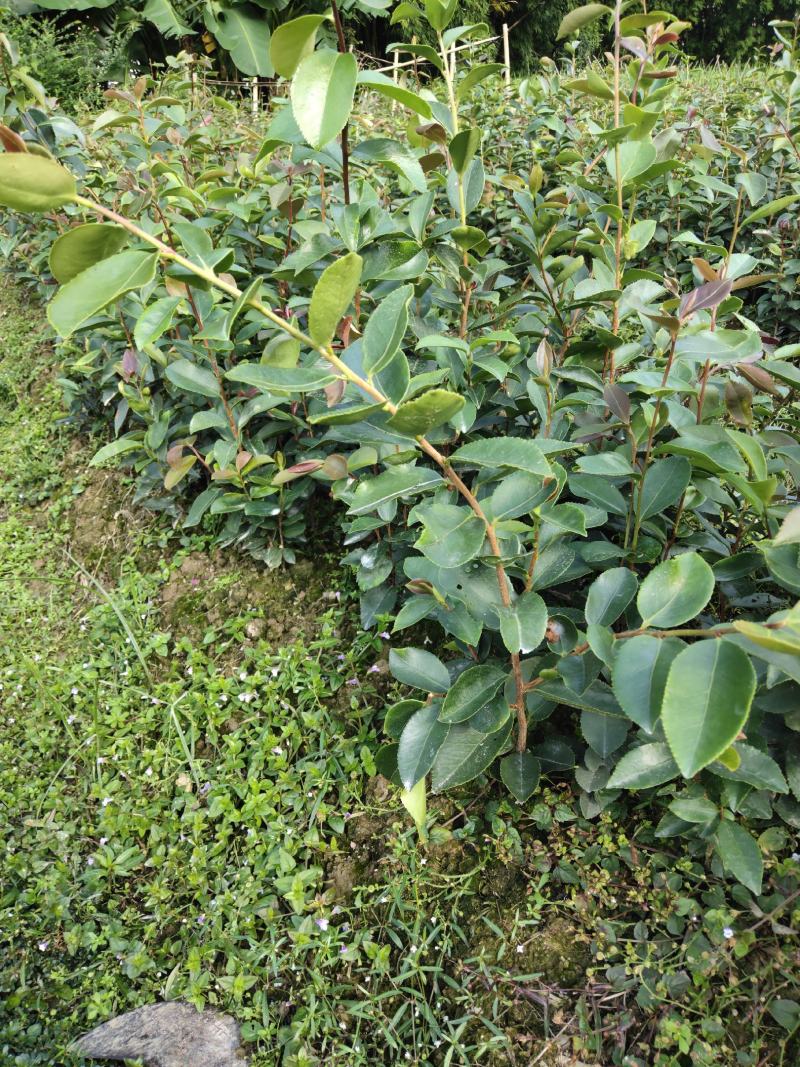 野生老品种油茶苗，可以栽种在向阳的山坡上。耐旱出油率高。