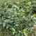 野生老品种油茶苗，可以栽种在向阳的山坡上。耐旱出油率高。