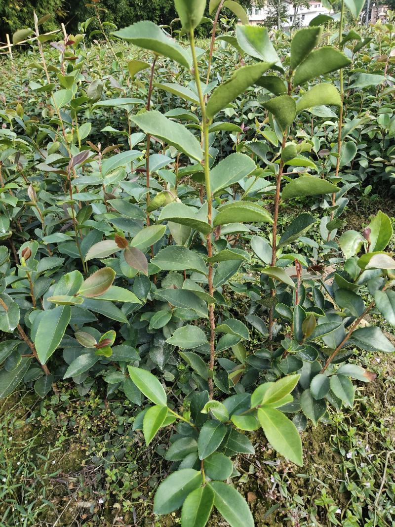 野生老品种油茶苗，可以栽种在向阳的山坡上。耐旱出油率高。