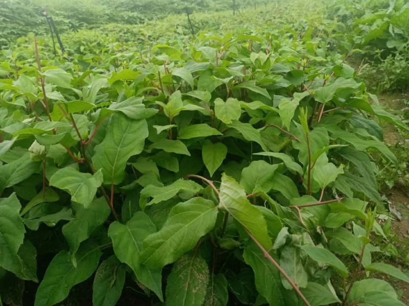 五味子苗。基地大量出售五味子苗。需要的联系。