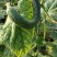 供应各种，次黄瓜，供应酱菜厂，酱菜厂，可以联系我，小车货