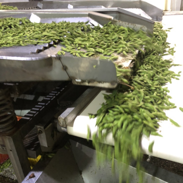 精品速冻毛豆荚工厂直发质量保证