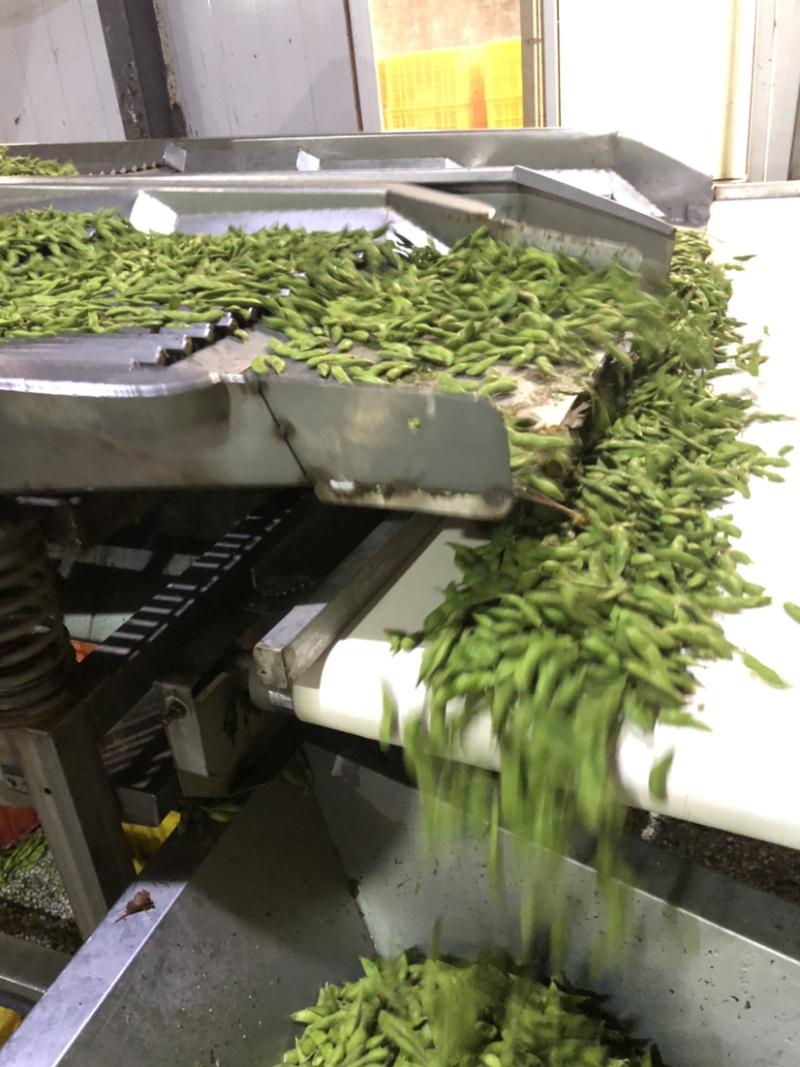 精品速冻毛豆荚工厂直发质量保证