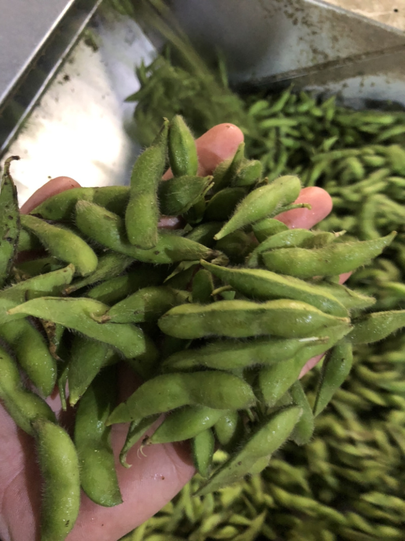 精品速冻毛豆荚工厂直发质量保证