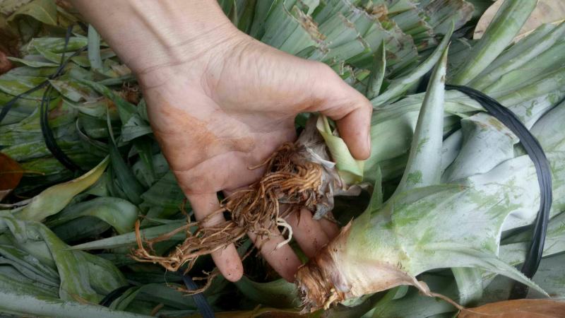 【现挖现发】海南特级凤梨苗金钻16号甜蜜蜜手撕凤梨品种多