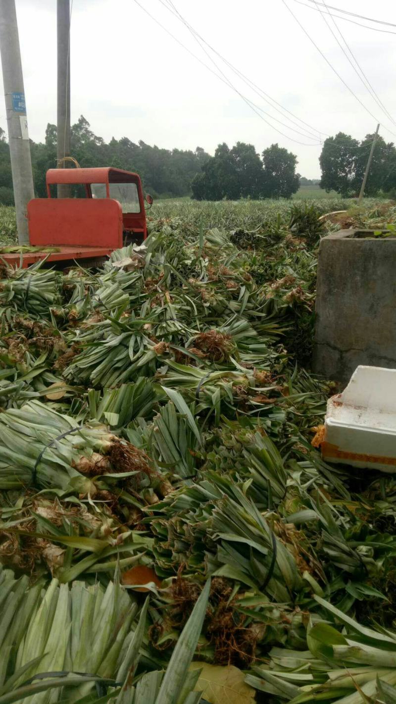 【现挖现发】海南特级凤梨苗金钻16号甜蜜蜜手撕凤梨品种多
