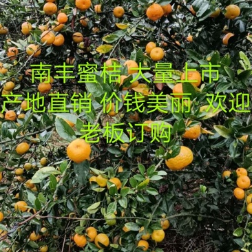 南丰蜜橘大量上市价钱美丽欢迎老板订购