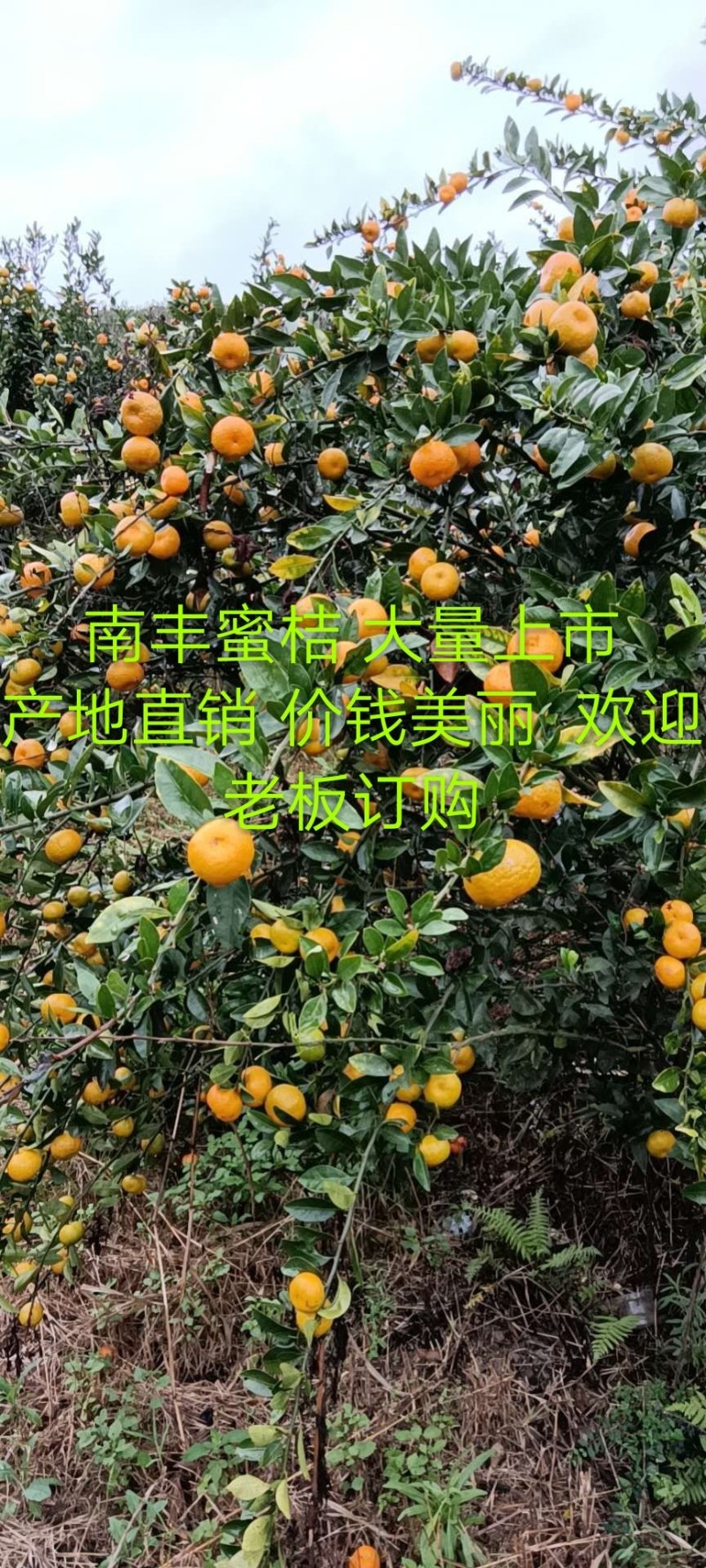 南丰蜜橘大量上市价钱美丽欢迎老板订购