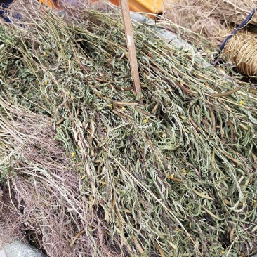 软肝草2020年新货，颜色青绿产地直销，量大优惠