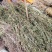 软肝草2020年新货，颜色青绿产地直销，量大优惠