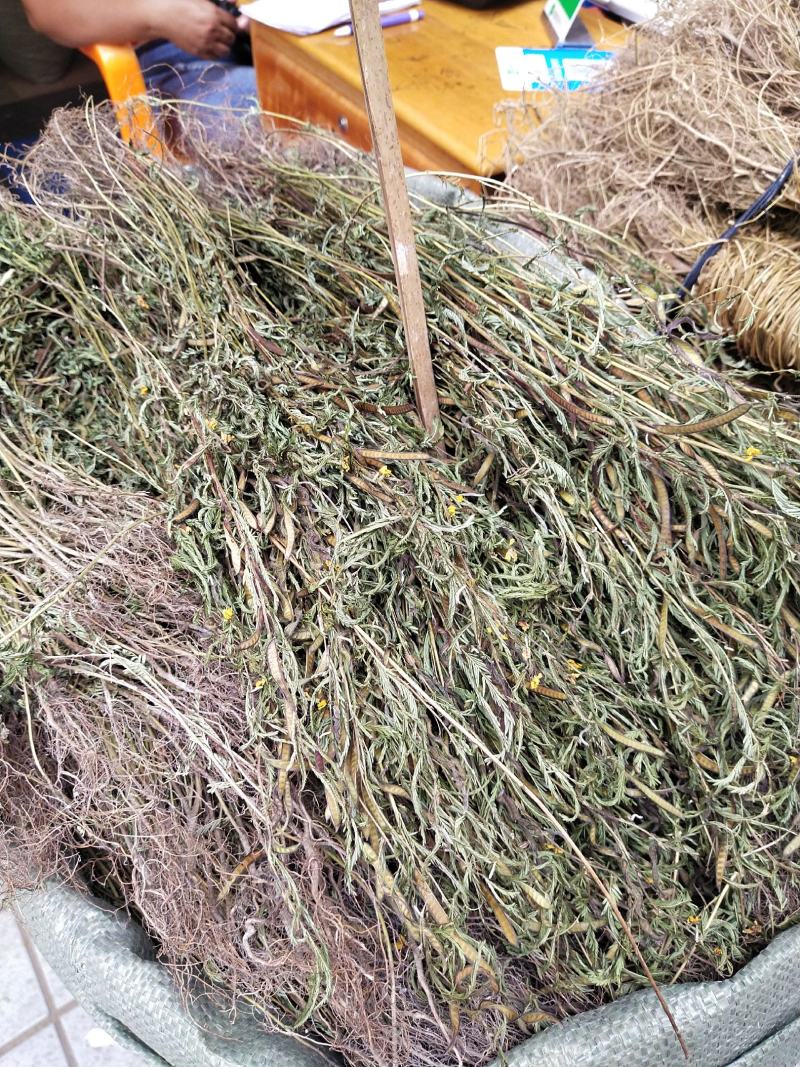 软肝草2020年新货，颜色青绿产地直销，量大优惠