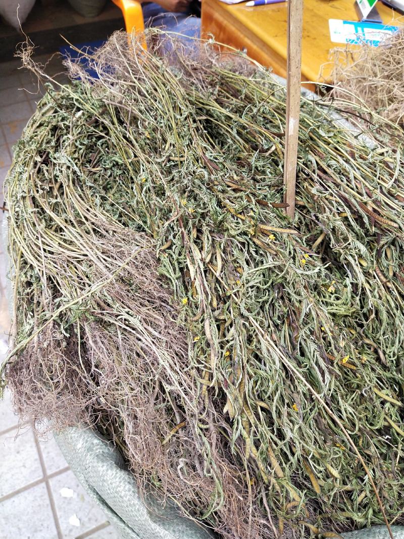 软肝草2020年新货，颜色青绿产地直销，量大优惠
