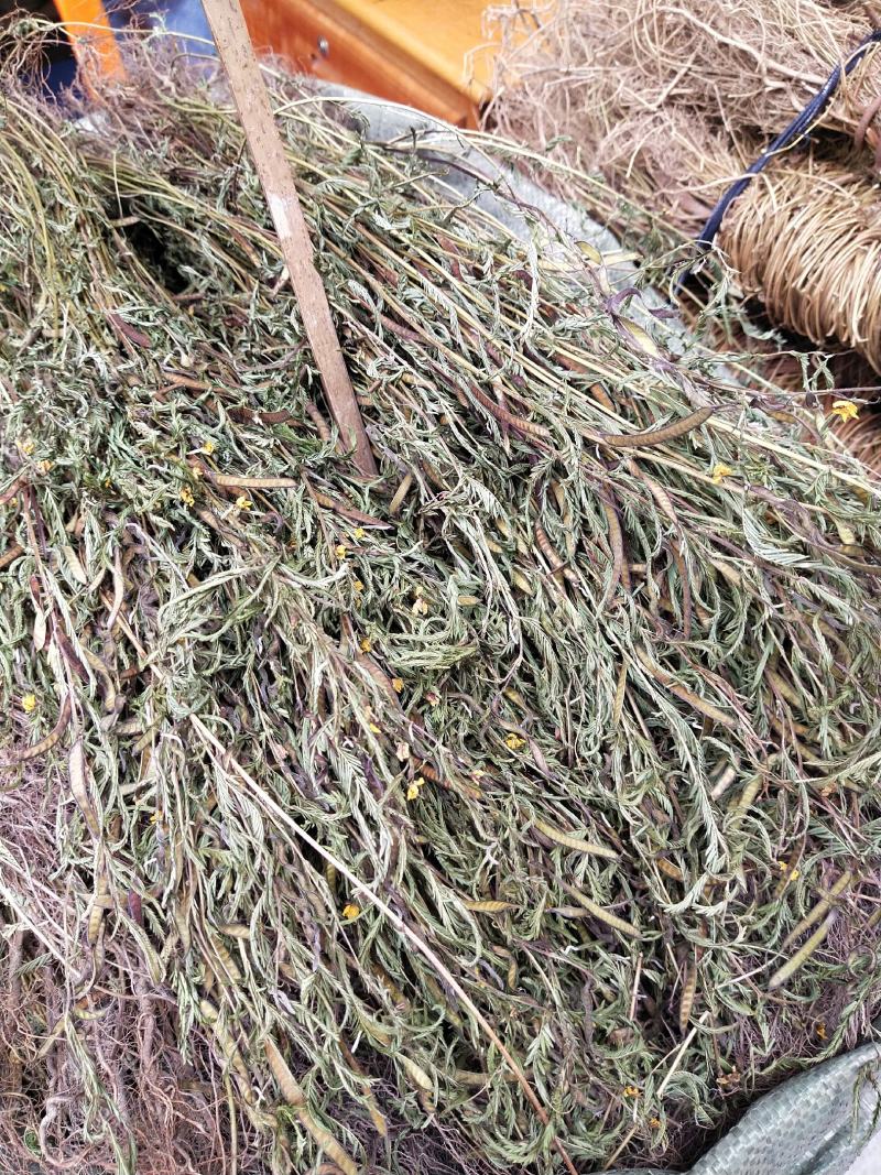 软肝草2020年新货，颜色青绿产地直销，量大优惠