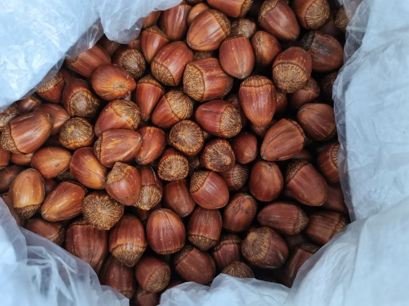 辽宁精品糖炒大榛子熟榛子坚果果仁饱满产地直发精选大颗粒果
