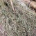 软肝草2020年新货，颜色青绿产地直销，量大优惠