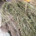 软肝草2020年新货，颜色青绿产地直销，量大优惠