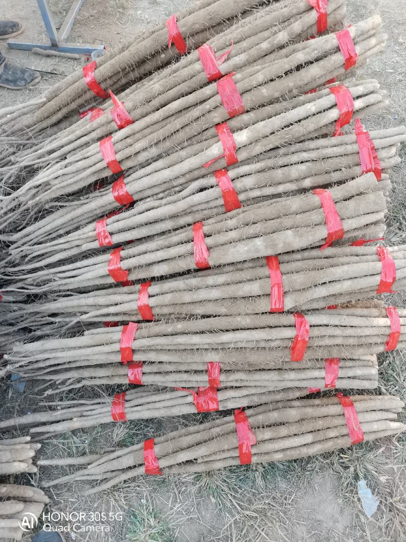 河北保定沙土地麻山药鲜货面甜，棒药，紫药大量供应