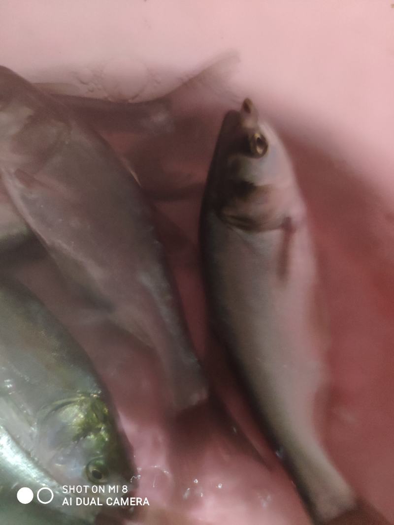 白连鱼苗，各品种大量批发零售！