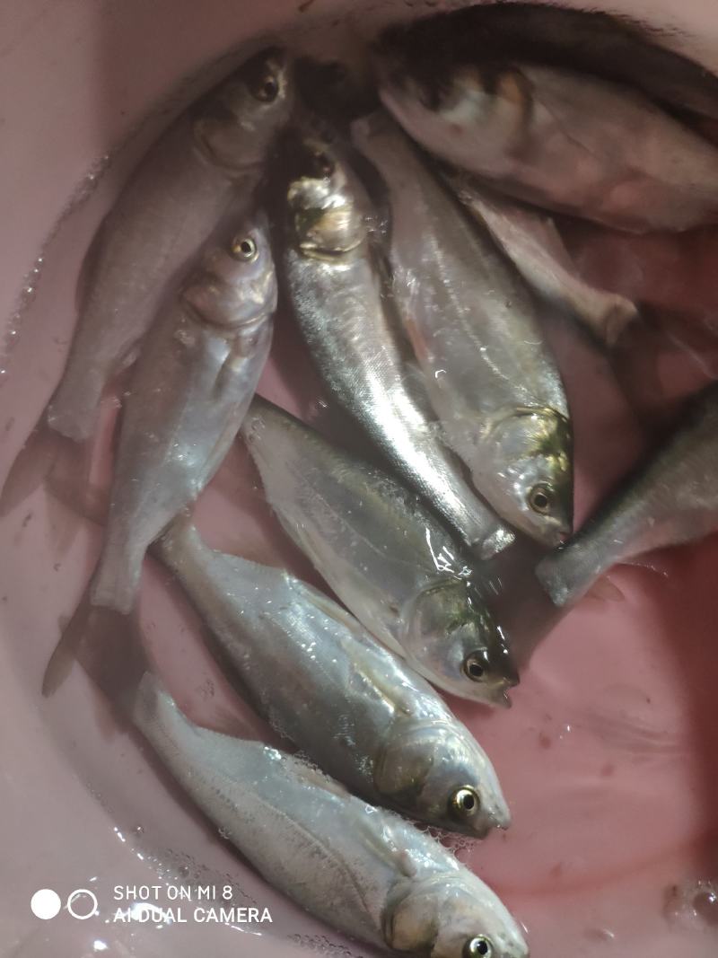 白连鱼苗，各品种大量批发零售！