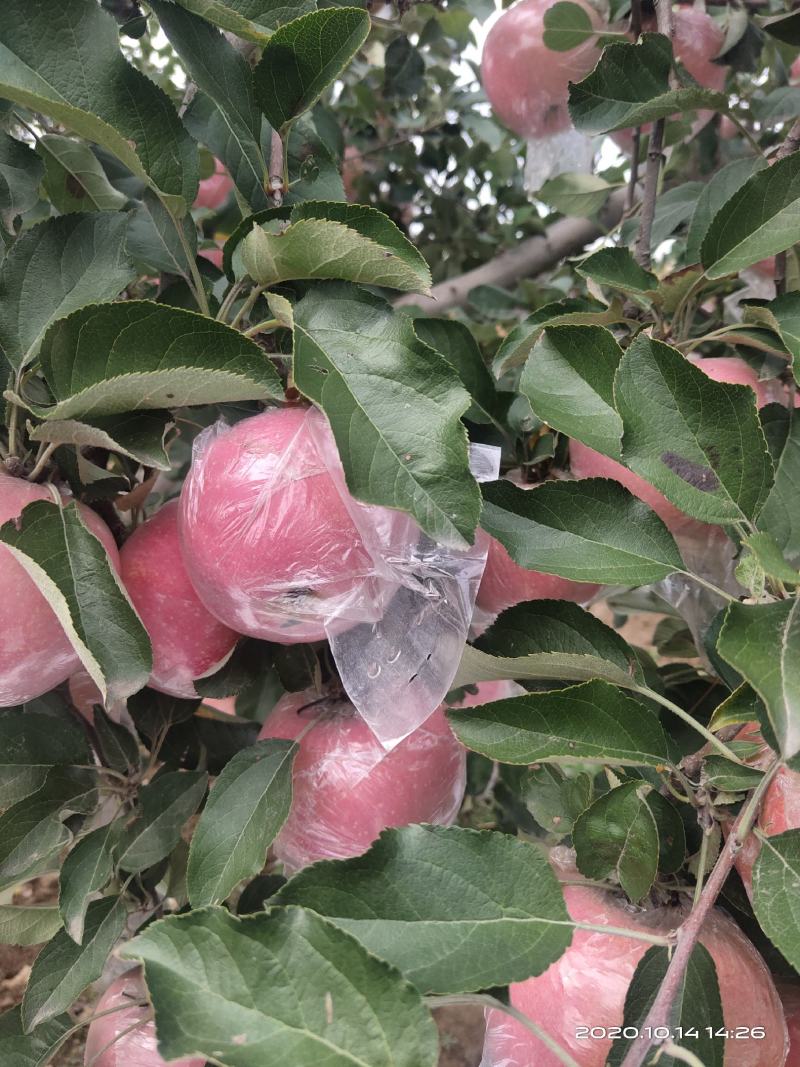 运城万荣纸袋冰糖心红富士