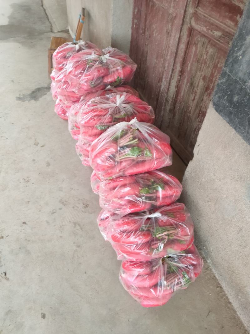 萝卜，各种蔬菜，万亩蔬菜