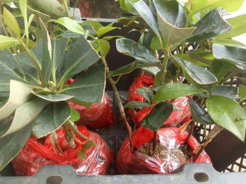 木王矮化八角茴香嫁接苗