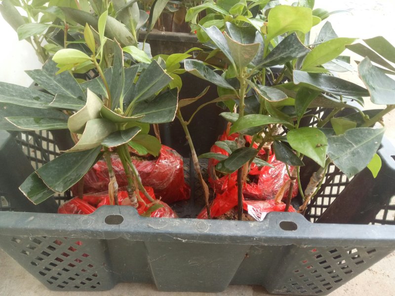 木王矮化八角茴香嫁接苗