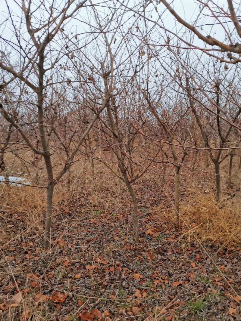 精品山，山楂苗