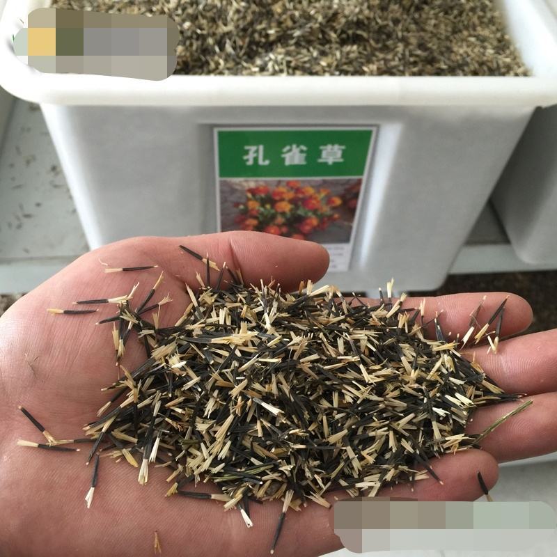 孔雀草花种子混色重瓣草花种子庭院室外景观花卉四季易种花种