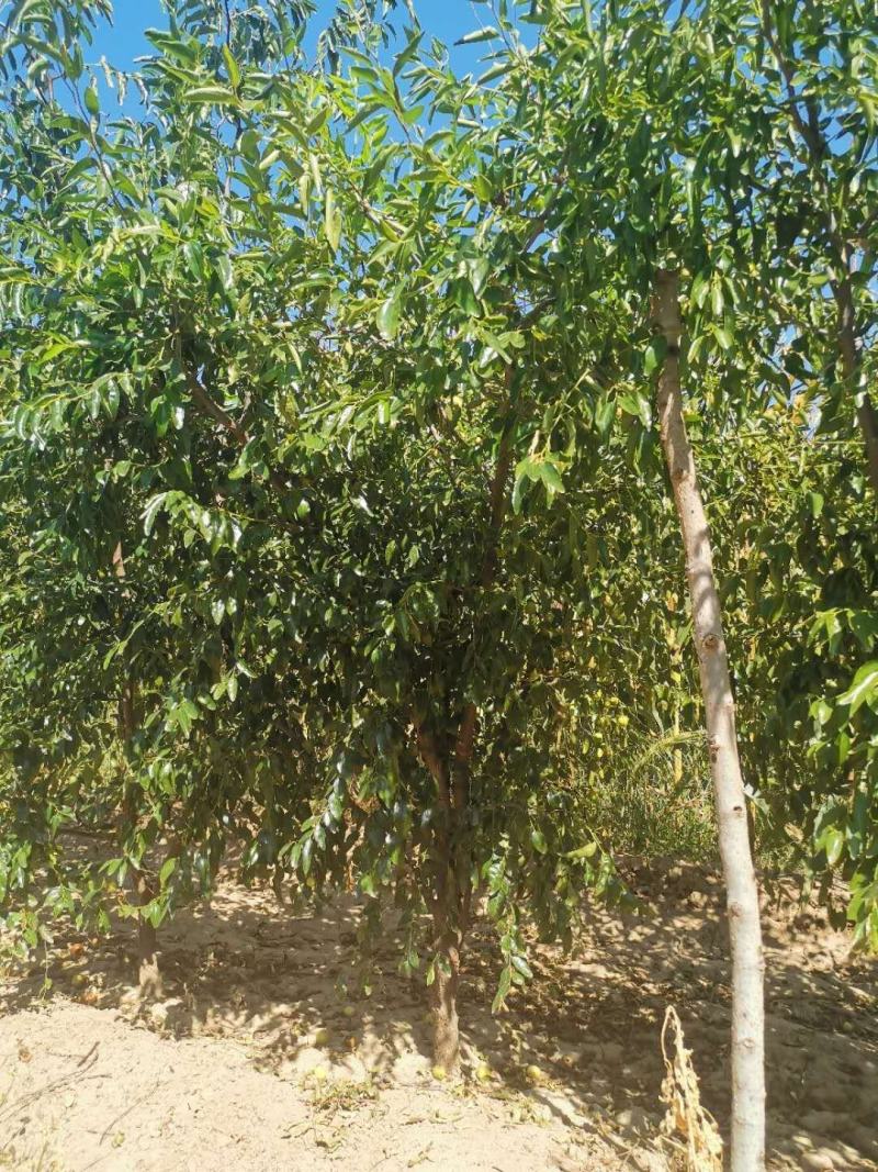 冬枣树苗80~110cm，占地枣树，精品枣树