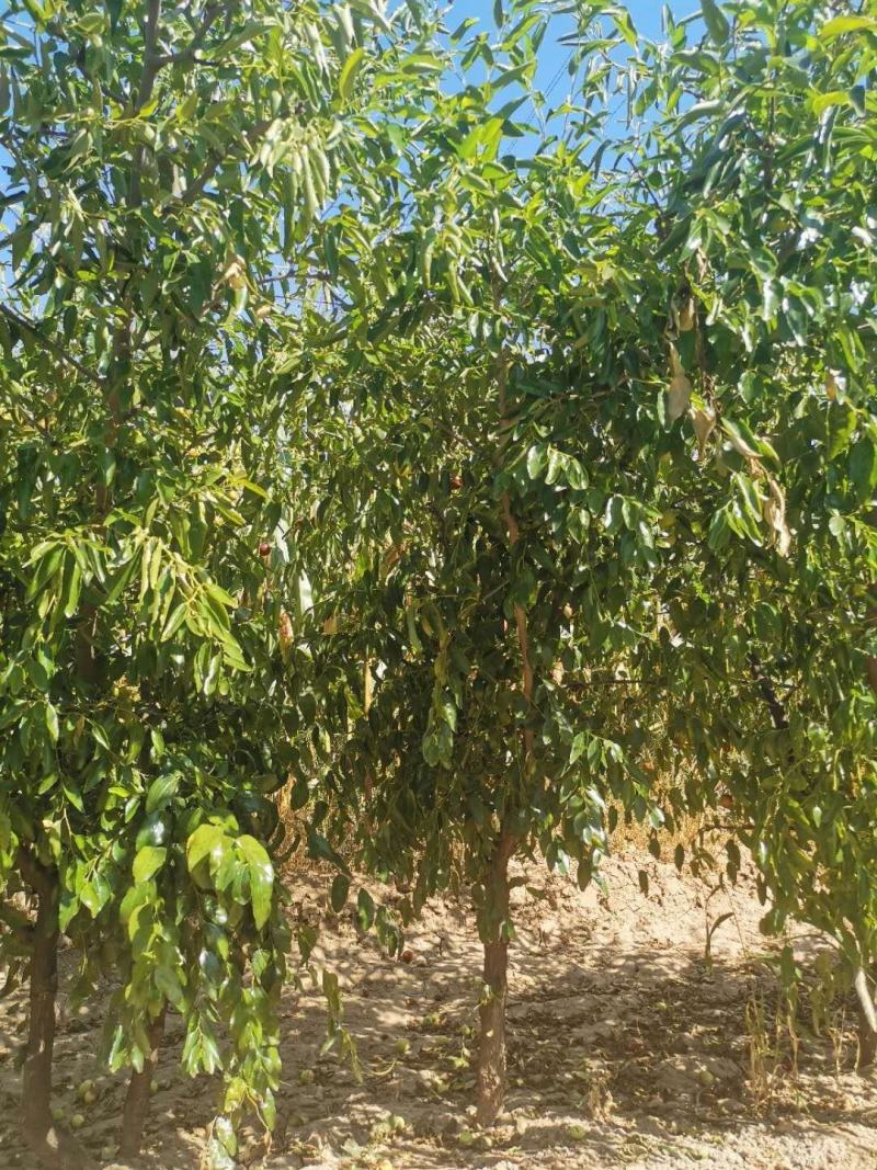 冬枣树苗80~110cm，占地枣树，精品枣树