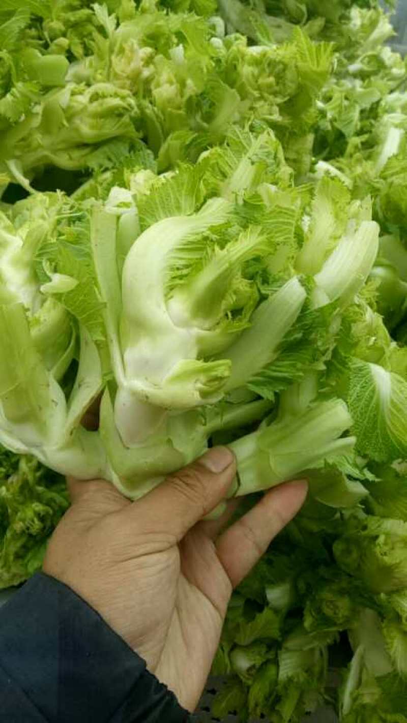 儿菜，多子菜，产地直供，一手货源，保质保量。