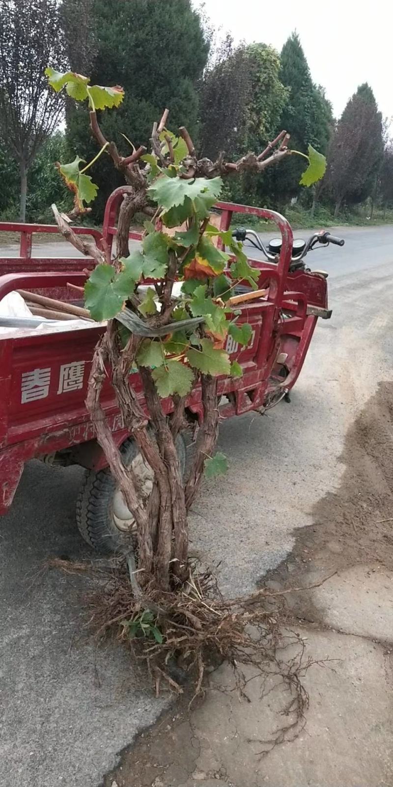 葡萄苗1年30~50cm，占地葡萄树
